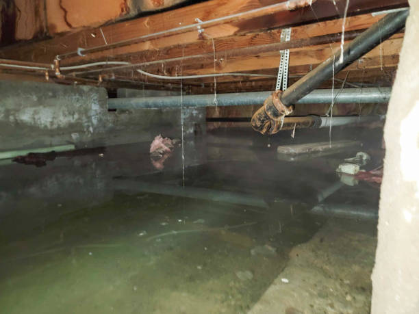 Best Professional water damage repair  in Sam Rayburn, TX